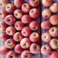 Exported Standard Quality of Fresh Red Qinguan Apple